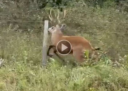 Desespero de cervo no Pantanal foi o v&iacute;deo mais visto da semana