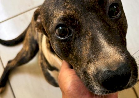 Tutor da Vila Carlota procura cachorro desaparecido e oferece recompensa