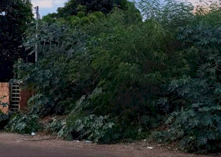 Floresta? Matagal engole calçada no Residencial Búzios
