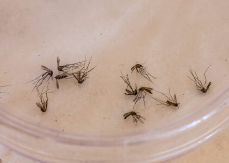 Mato Grosso do Sul tem 1.562 casos prováveis de dengue; nenhuma morte foi registrada