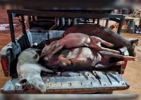 ‘Kit anti-javali’ em MS: espécie pode afetar abastecimento de alimentos e atacar humanos ferozmente, alertam especialistas