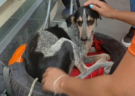 Alunas transformam pneus em caminhas para pets em Corumbá