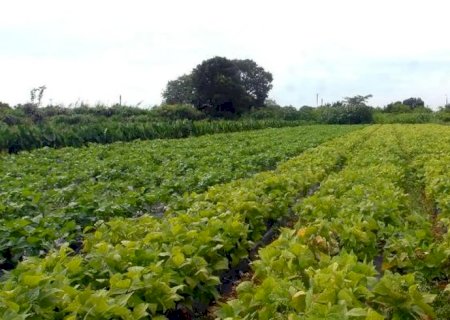 CMN prorroga parcelas de crédito rural a afetados por seca no Nordeste