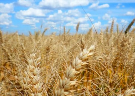 Agroecologia pode retardar efeitos da crise climática nas lavouras