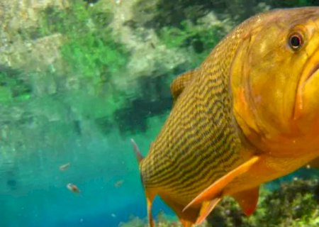 Deputada pede vistas e votação sobre proibição da pesca do Dourado é adiada na Assembleia de MS