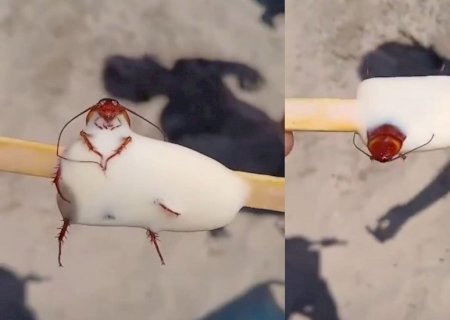 Barata no picolé viraliza e provoca fechamento de fábrica no Rio de Janeiro