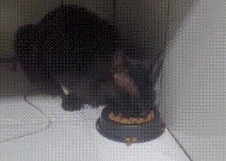 Encontrado debilitado no Caiçara, gato preto se recupera e aguarda o dono