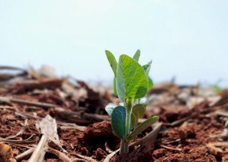 Plantio da soja dobra e já cobre 30,9% da área em Mato Grosso do Sul