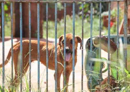 TJ restabelece liminar e obriga munic&iacute;pio assumir acolhimento de animais