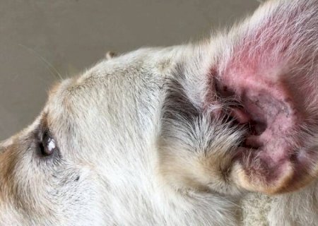 Tempo chuvoso aumenta casos de otite em pets e exige cuidados