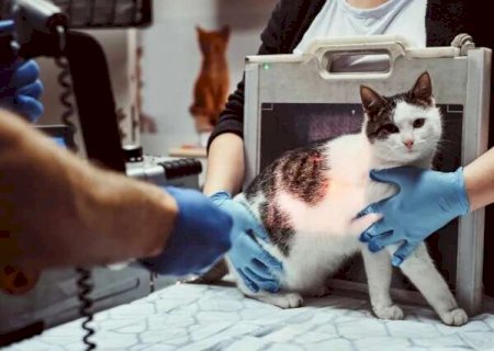 Por R$ 141 mil, licita&ccedil;&atilde;o prev&ecirc; compra de raio-x e ultrassom para animais