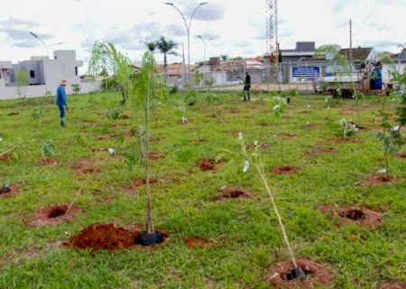 Com plantio de 250 mudas, pra&ccedil;a no Carand&aacute; passa a se chamar Bosque da COP15