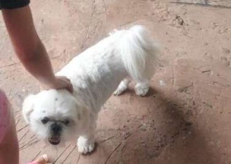 Fam&iacute;lia pede ajuda para encontrar Mel, shih-tzu desaparecida no Monte Castelo