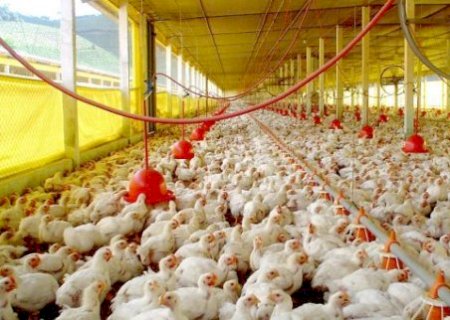 Iagro abre consulta p&uacute;blica sobre controle de salmonella na avicultura