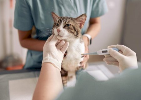 Doen&ccedil;a chamada &ldquo;AIDS felina&rdquo; afeta gatos e muitos nem sabem