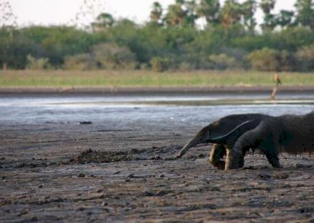 Plano nacional contra desertifica&ccedil;&atilde;o prev&ecirc; ampliar &aacute;reas protegidas no Pantanal