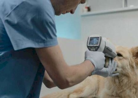 Ignorar esses sinais pode fazer seu pet perder a vis&atilde;o