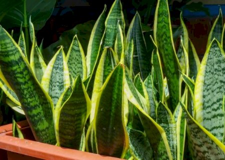 Planta pode servir de "escudo espiritual" e at&eacute; filtrar urucubaca