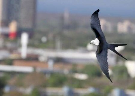 Cidade cresce para cima enquanto aves seguem sem prote&ccedil;&atilde;o definida