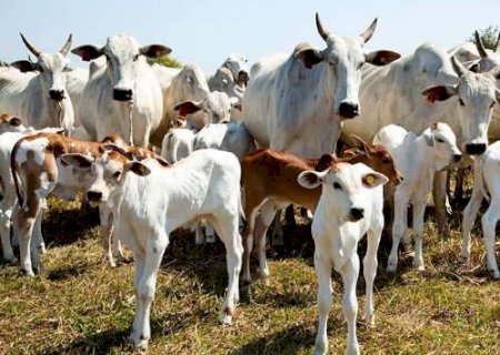 Com alta no abate, MS se mant&eacute;m entre l&iacute;deres da pecu&aacute;ria brasileira