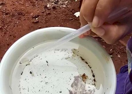 Em emerg&ecirc;ncia sanit&aacute;ria, Dourados chega a 648 casos de chikungunya