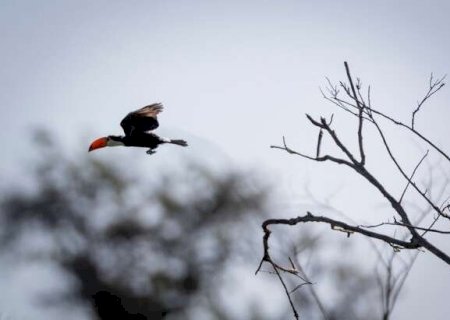 Atlas lan&ccedil;ado na COP15 mostra rotas de aves amea&ccedil;adas nas Am&eacute;ricas