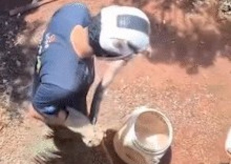 Jiboia &eacute; resgatada entre muros de resid&ecirc;ncias no Jardim It&aacute;lia