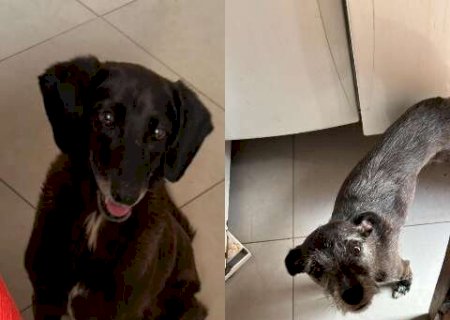 Tutora procura por c&atilde;es idosos desaparecidos no Jardim Tijuca