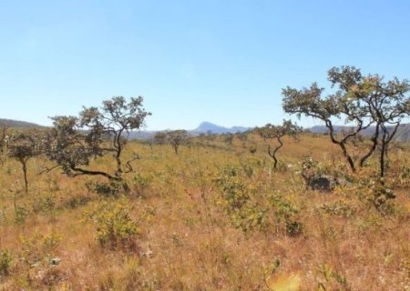Estudo indica que Cerrado pode armazenar mais carbono que Amaz&ocirc;nia