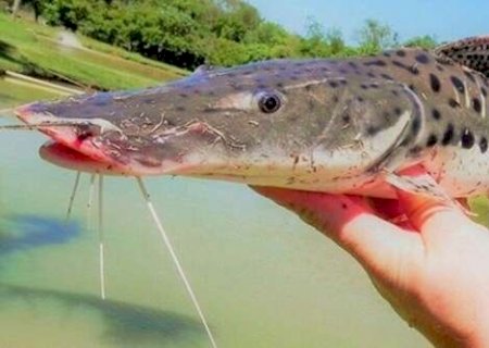 Al&eacute;m de ariranha, caboclinho-do-pantanal e pintado ganham prote&ccedil;&atilde;o internacional