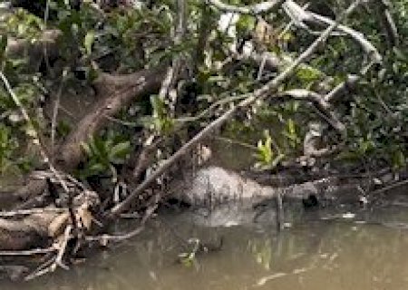 De barriga cheia, sucuri &eacute; encontrada escondida entre galhos no rio Vacaria