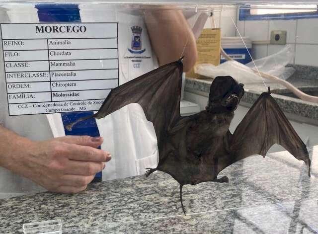 CCZ confirma 6&ordm; caso de raiva em morcego e refor&ccedil;a que n&atilde;o h&aacute; motivo para p&acirc;nico