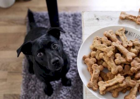 Petisco em excesso pode virar doen&ccedil;a e at&eacute; levar seu pet &agrave; morte
