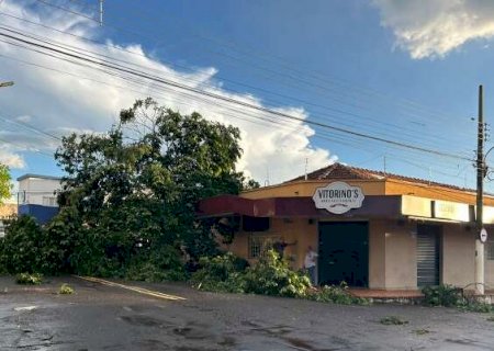 Vento arranca &aacute;rvore pela raiz e danifica marquise de bar da d&eacute;cada de 50