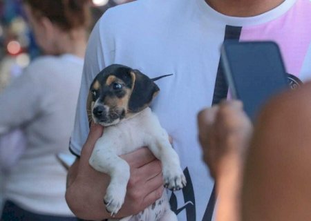 Consult&oacute;rio m&oacute;vel atende pets no North Park a partir de segunda