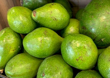 Brasil amplia exporta&ccedil;&otilde;es agropecu&aacute;rias com novos mercados