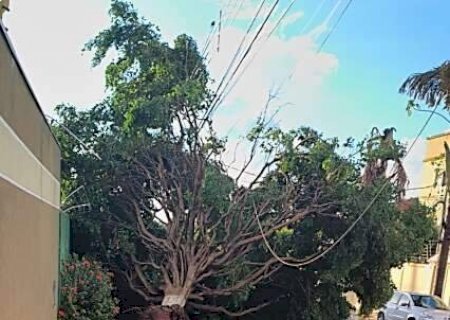 Chuva com ventos derruba &aacute;rvores e arranca telhado de casa em Campo Grande