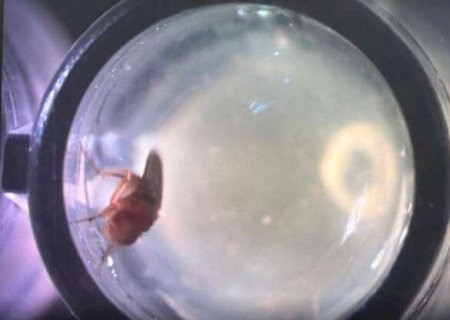 Pesquisa com mosca em MS revela pistas in&eacute;ditas sobre genes ligados ao autismo