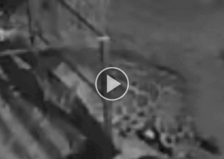 On&ccedil;a invade varanda e mata cadela dentro de fazenda