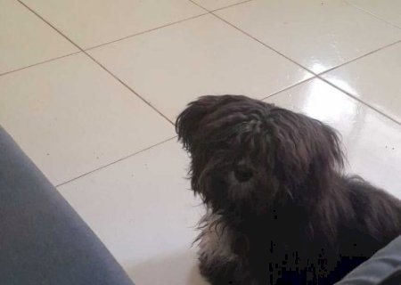 Viu a Cacau? Fam&iacute;lia procura por cadelinha que desapareceu no Itamarac&aacute;