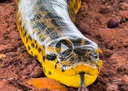 Tranquila, sucuri-amarela chama aten&ccedil;&atilde;o ao se aproximar de guia