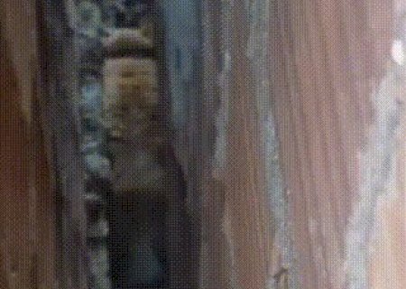 Gato entala em v&atilde;o de 10 cm entre muros e precisa ser socorrido por bombeiros