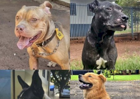 CCZ procura fam&iacute;lia de pitbull ferido e disponibiliza outros c&atilde;es para ado&ccedil;&atilde;o