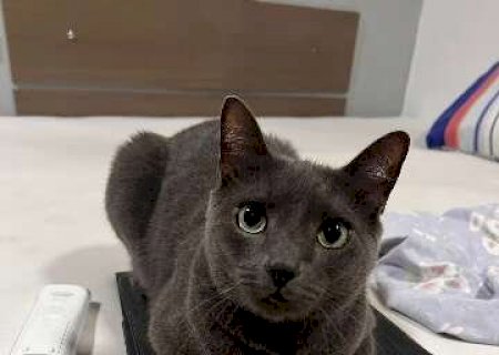 Viu o Miu? Tutor busca por gato desaparecido no Jardim S&atilde;o Bento
