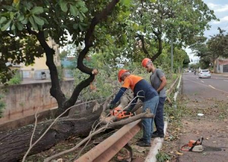 &Aacute;rvore cai no Centro e Av. Mascarenhas de Moraes alaga durante chuva r&aacute;pida