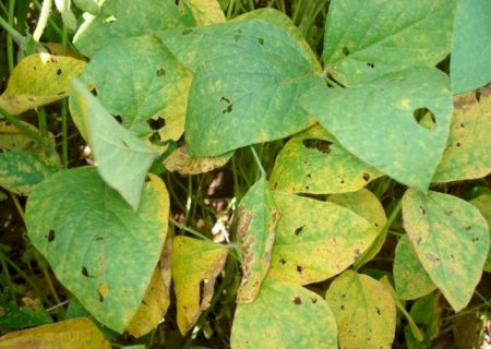 Casos de ferrugem asi&aacute;tica da soja sobem para 70 focos