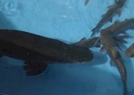 Pirarucu ganha nome de Fujona e ser&aacute; levado para o Bioparque