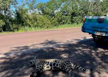 On&ccedil;a-pintada &eacute; encontrada morta ap&oacute;s atropelamento em rodovia