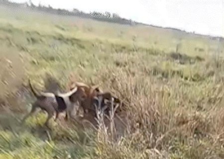 V&iacute;deos indicam que trabalhador encontrado morto tinha costume de ca&ccedil;ar javalis