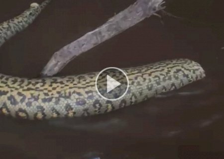 Sucuri aparece morta com cabe&ccedil;a cortada no Pantanal
